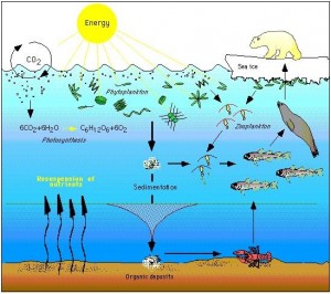 The Arctic food web is complex. The loss of sea ice can ultimately affect the entire food web, from algae and plankton to fish to mammals. Source: NOAA (2011) photo : www3.epa.gov